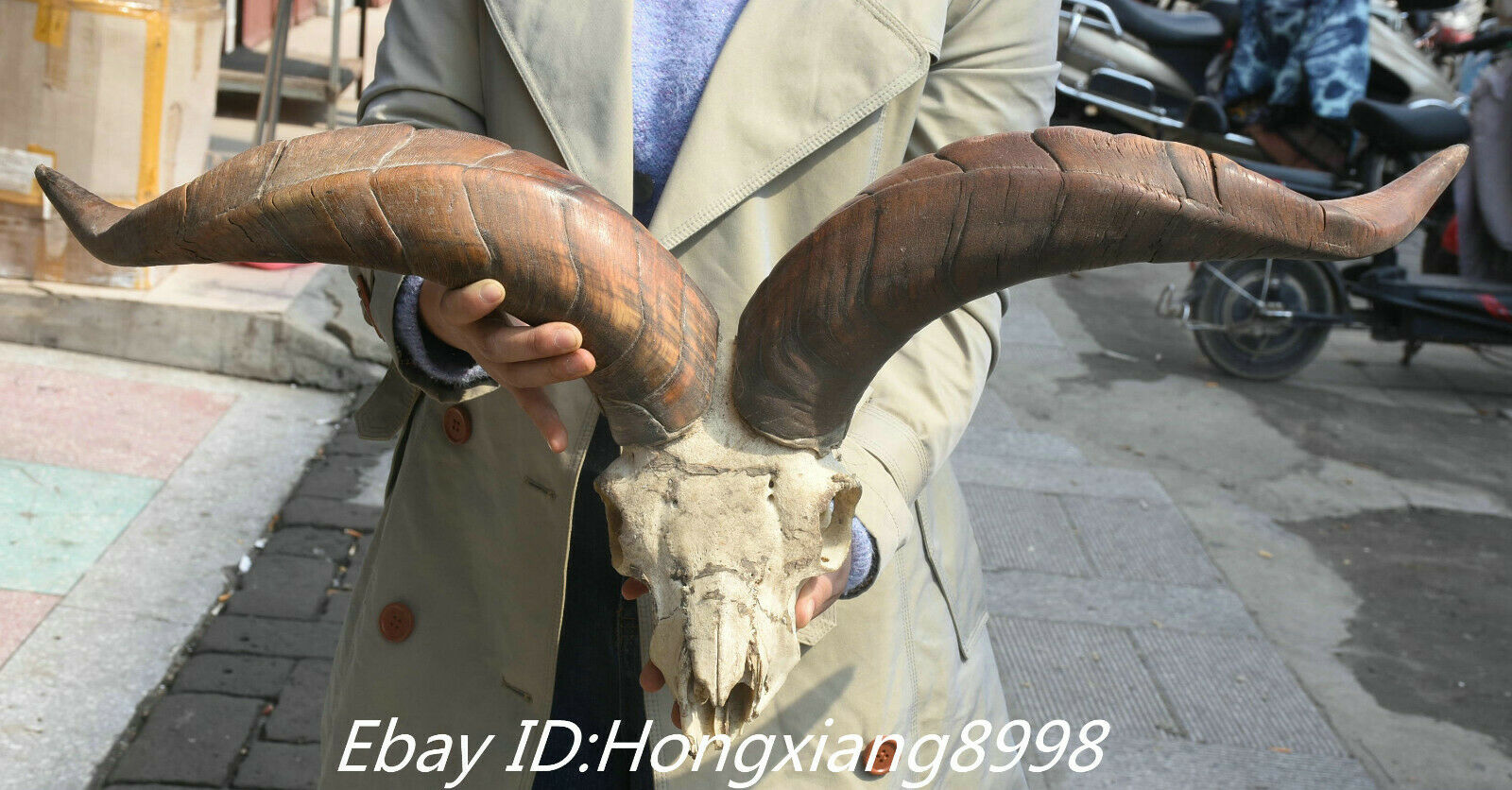 31'' Rare Old Chinese Farmer Rearing Livestock Sheep Sheeps Head Skull Statue